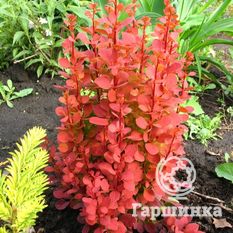 Оранж Рокет-1