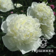 Пион Дюшес де Немур-1