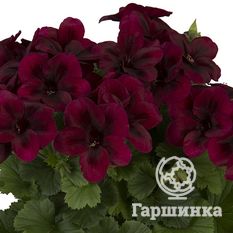 Пеларгония королевская Регилия Шоколате-1