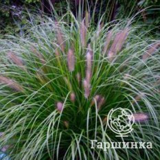 Пеннисетум Ред Хэд-1