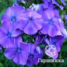 Флокс метельчатый Блу Парадайс (BlueParadise)-1