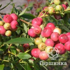 Пинк Лимонад (раннеспелый)-1