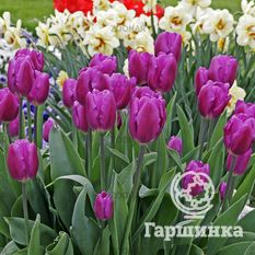 Тюльпан Пепл Принц -1