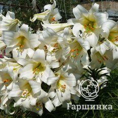 Регал Альбум (Regale Album)-1