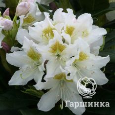 Рододендрон Каннингемс Уайт -1