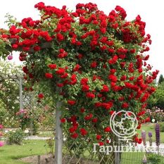 Роза Амадеус плетистая, Топалович-1