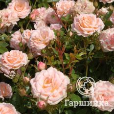 Роза Пич Клементин миниатюрная, Тантау-1