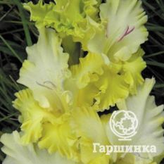 Ажурная Вязь-1