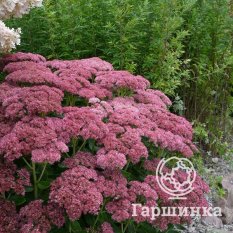 Очиток Brilliant (Бриллиант)-1