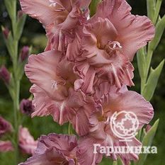 Гладиолус Шоколадница-1