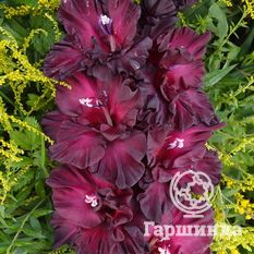 Таинство ночи -1