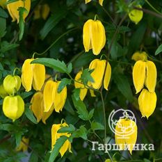 Тангутский-1