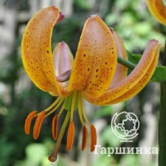 Террас Сити (Terrace City)-1