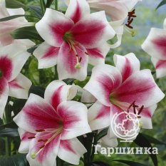 Триумфатор лонгифлорум (Triumphator longiflorum)-1