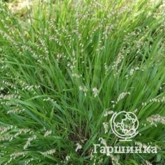 Трясунка средняя-1