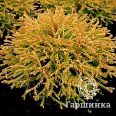 Голден Таффет-1