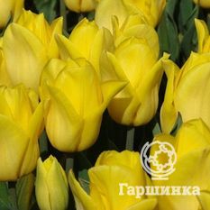 Тюльпан Баллада Голд-1