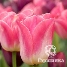 Тюльпан Династия-1