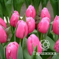   Джамбо Пинк-1