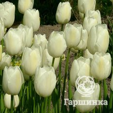 Тюльпан Маурин-1