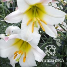 Вайт Пленет (White Planet)-1