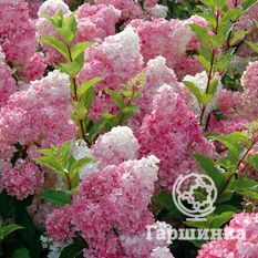 Ванила Фрайз-4