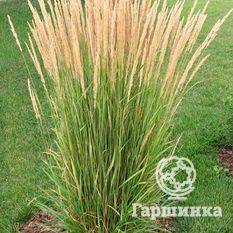 Вейник остроцветковый Карл Фостер-1