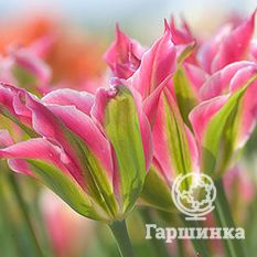 Тюльпан Виришик-1