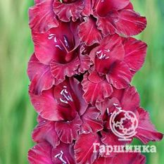 Гладиолус Возрождение-1