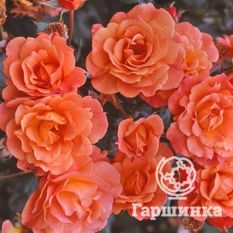 Вестерденд-1