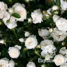 Роза Вайт Бебифлор миниатюрная, Тантау-1