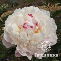 Пион Зюс Браун-1