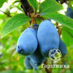 Волшебница-1