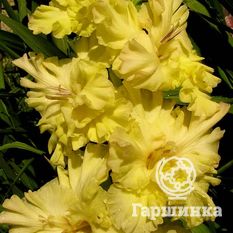 Гладиолус Золотая десятка-1