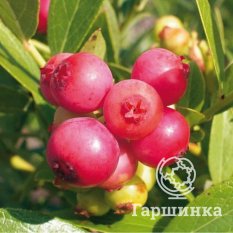 Пинк Лимонад (раннеспелый)-3