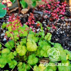 Литтл Кьюти Свит Тарт-2