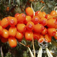 Москвичка-4