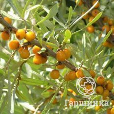 Москвичка-3