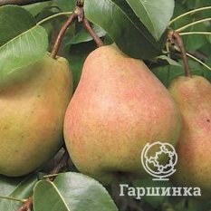 Груша Кафедральная-4
