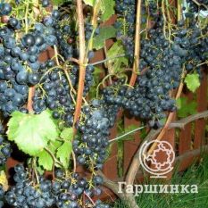 Загадка Шарова-2