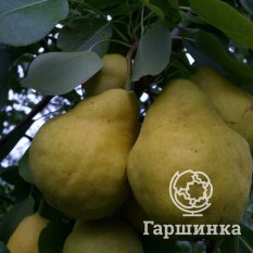Груша Купава -3
