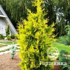 Еллоу Риббон-2