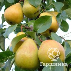 Груша Кафедральная-3