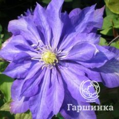 Даниэль Деронда-4