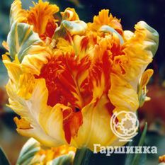 Тюльпан Пэррот Кинг-2