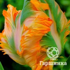 Тюльпан Пэррот Кинг-3