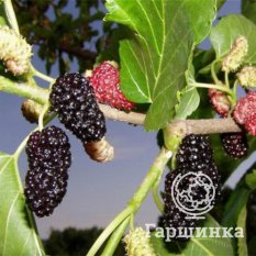 Шелковица черная-3