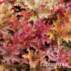 Джинжер Пич-2