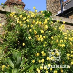 Тангутский-4