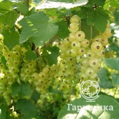 Версальская-2